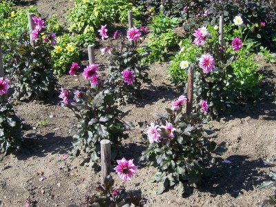Duplex Dahlia Faszination.JPG