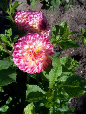 Ball Dalia Rokoko.JPG
