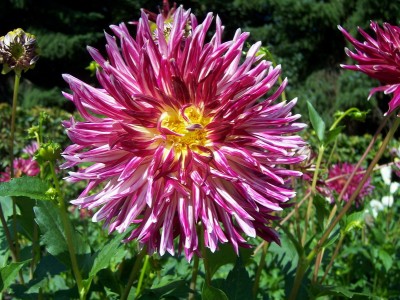 Kaktus Dahlia Pove.JPG