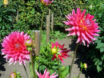 Kaktus Dahlia Oberbürgermeister Fritz Schrammer.JPG