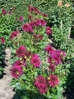 Kaktus Dahlia Nuit dÉte (France).JPG