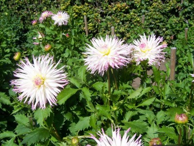 Kaktus Dahlia Marlene Joy.JPG