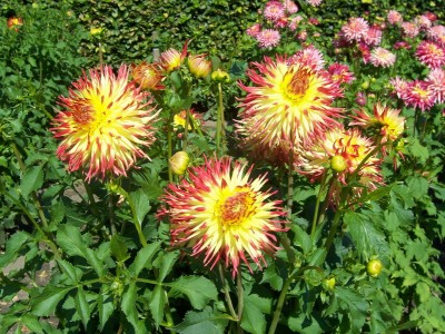 Kaktus Dahlia Jessica.JPG