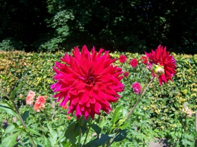 Kaktus Dahlia 2002-39 a.JPG