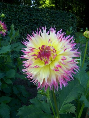 Hirschgeweih Dahlia Hapet Perfect.JPG