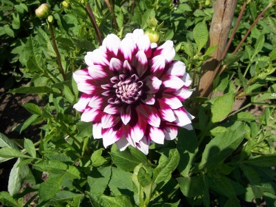 Schmuck Dahlia Mistery Day.JPG