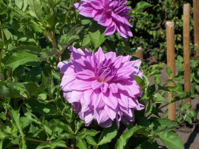 Schmuck Dahlia Lavender Prince.JPG