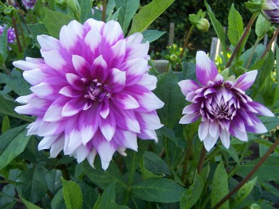 Schmuck Dahlia Jean Marie.JPG