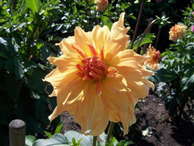 Schmuck Dahlia Jane Cowl.JPG