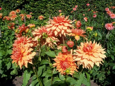 Schmuck Dahlia Bill Holmburg.JPG