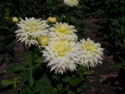 Schmuck Dahlia Alva´s supreme.JPG