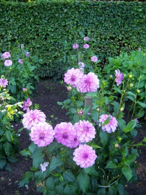 Schmuck dahlia Wolstad.JPG