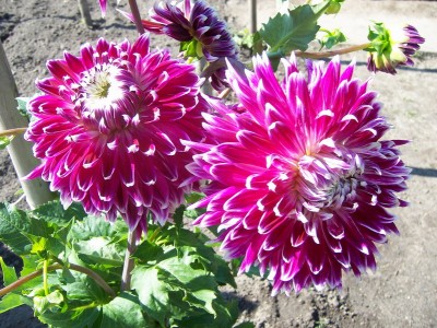 Schmuck Dahlia Vancouver.JPG
