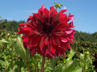 Schmuck Dahlia Schwarzer Peter.JPG