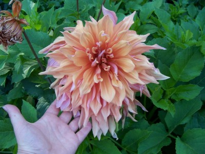 Schmuck Dahlia Sam Huston.JPG