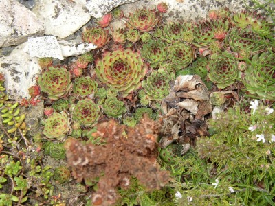 P1010156.JPG