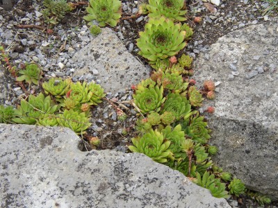 P1010154.JPG
