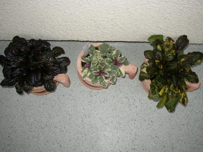 P1010168.JPG