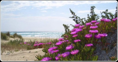 Strand bei Gallipoli im Fruehjahr.jpg