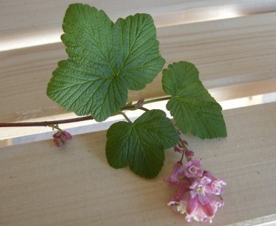 PIC_0725.JPG