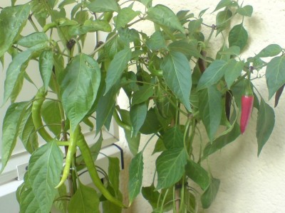 chillies.jpg