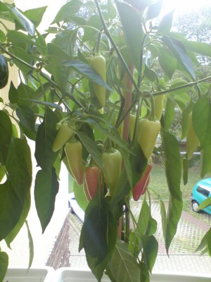 chilli.jpg