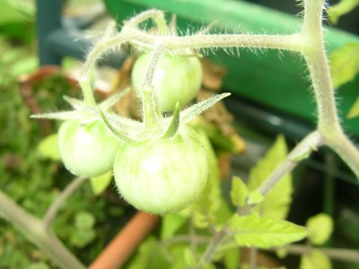 tomaten 001.JPG