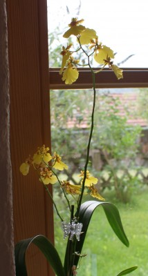 oncidium.JPG