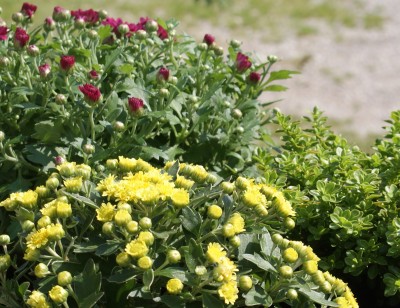 chrysant..JPG