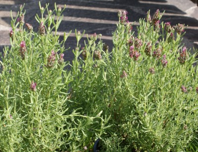 lavendel.JPG