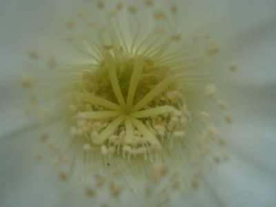 Echinopsis subdenudata (3).JPG