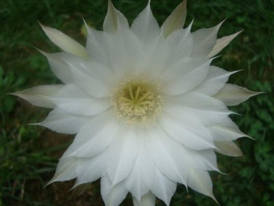 Echinopsis subdenudata (2).JPG