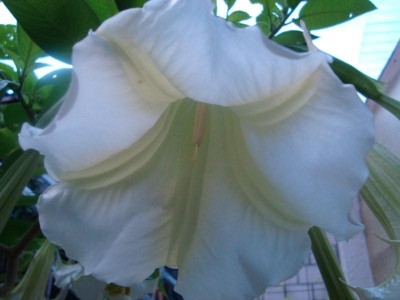 Engelstrompete (2).JPG