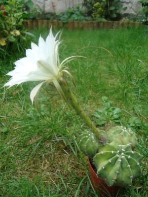 Echinopsis subdenudata.JPG