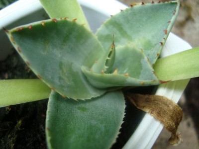 A. parryi 'Chihuahua'.JPG