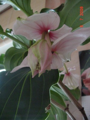 Medinillia neue Blüte 0708.jpg