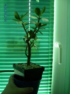PICT0192.JPG