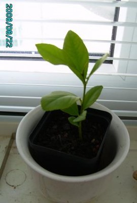 PICT0191.JPG