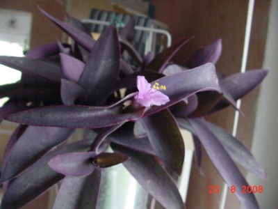 Tradescantie blüht.jpg
