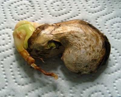 neuer Mangokern w.jpg