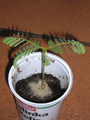 Tamarinde_100407.JPG