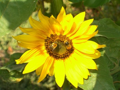 Sonnenblume 2.jpg