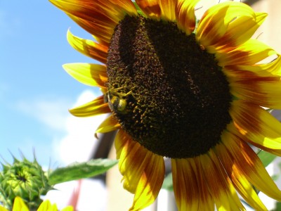 Sonnenblume 1.jpg