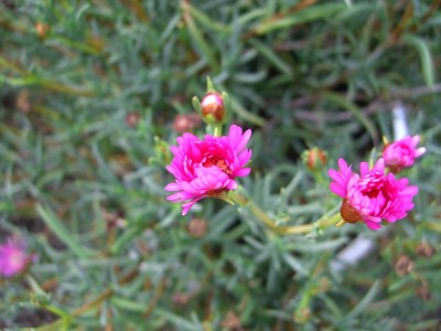 Armeria Maritima.jpg
