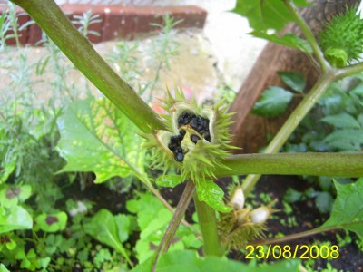 PIC_0115a.JPG