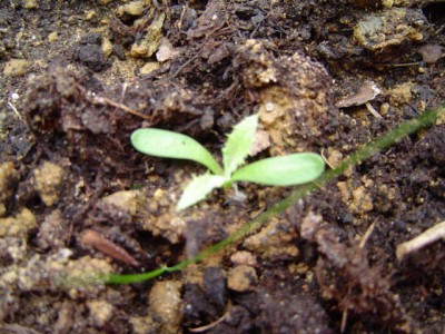 3 Tage alt Silberdistel.JPG