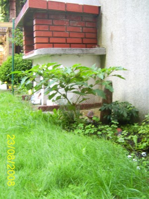 PIC_0117a.JPG