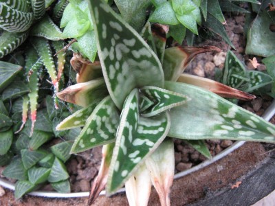 IMG_8037Aloe variegata.JPG