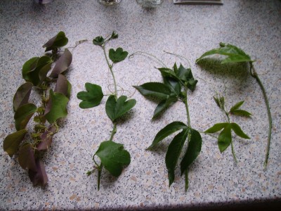 Pflanzen 058.jpg
