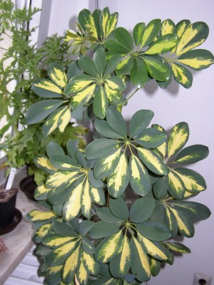 P1010008.JPG